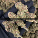 Hawaiian cannabis strain – smooth and uplifting sativa hybrid for delivery in Virginia and DC.
