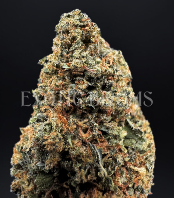 Jack Off Herer Washington DC Virginia