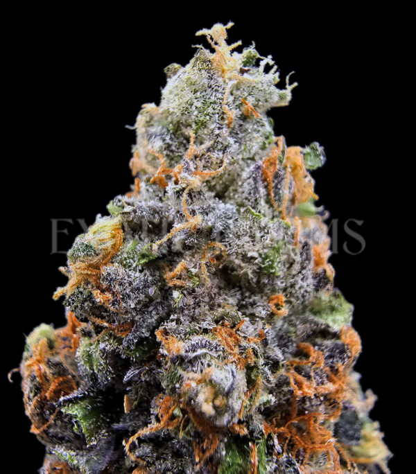Hellfire OG Washington DC Virginia