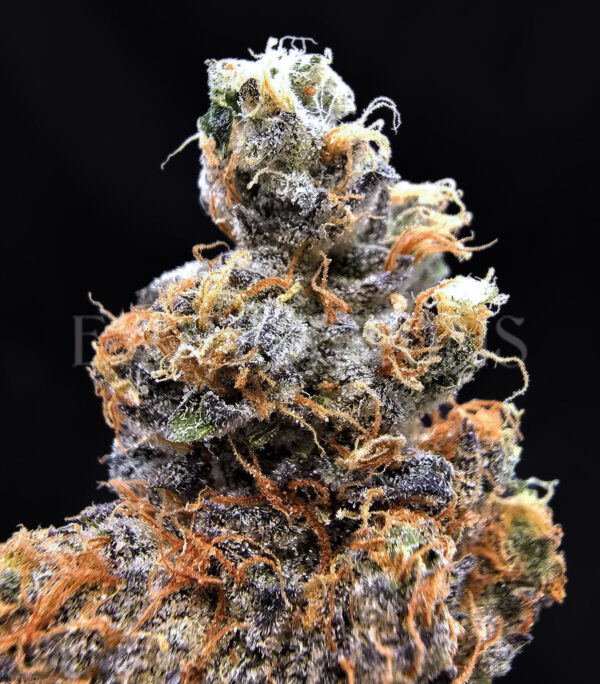 Hellfire OG Washington DC Virginia