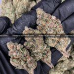 OG Kush (OGK) strain – euphoric citrus pine hybrid for delivery in Virginia and DC.