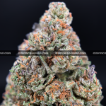 High-THC Russian Skywalker buds from Exotic Blooms – best weed delivery service in Virginia and DC.
