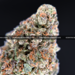 High-THC Russian Skywalker buds from Exotic Blooms – best weed delivery service in Virginia and DC.