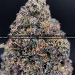 Durban Biscotti strain – tropical sweet sativa buds with crystal trichomes for DC and Virginia weed delivery
