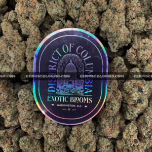 Futura Haze cannabis strain – rare sativa for focus and creativity in Virginia and DC.