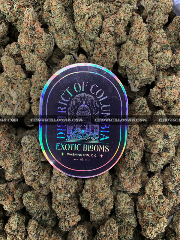 Futura Haze cannabis strain – rare sativa for focus and creativity in Virginia and DC.