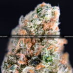 Futura Haze cannabis strain – rare sativa for focus and creativity in Virginia and DC.