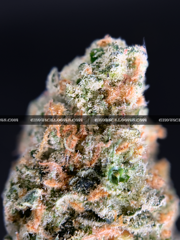 Futura Haze cannabis strain – rare sativa for focus and creativity in Virginia and DC.