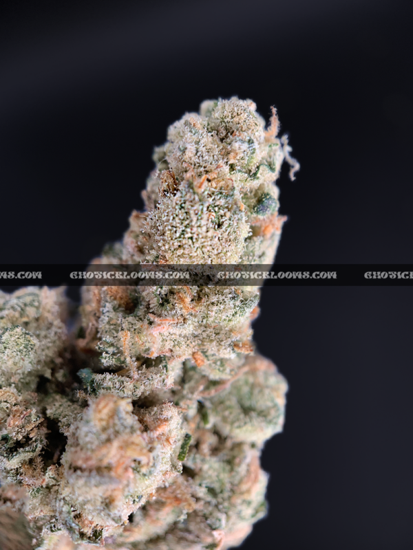 Futura Haze cannabis strain – rare sativa for focus and creativity in Virginia and DC.