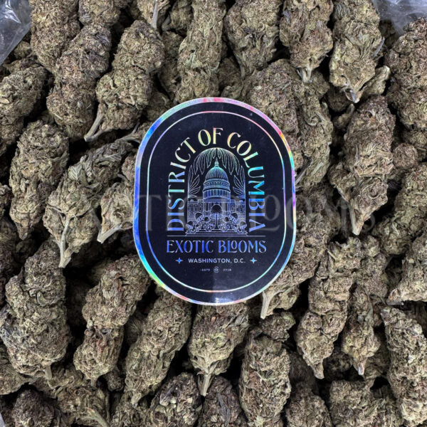 Purple Urkle Washington DC Virginia
