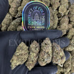 Purple Urkle Washington DC Virginia