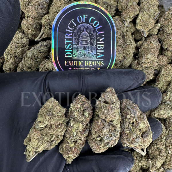 Purple Urkle Washington DC Virginia