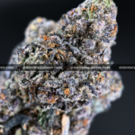 Italian Ice cannabis strain – dense purple and green buds with creamy berry aroma, available for weed delivery in DC, Virginia, and Richmond via Exotic Blooms