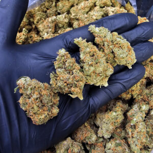 Jack Off Herer sativa strain 22–26% THC available in Washington DC, Virginia, Maryland, and Richmond VA