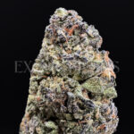 Purple Urkle Washington DC Virginia