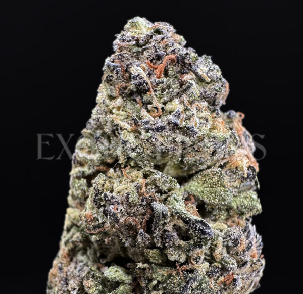 Purple Urkle Washington DC Virginia