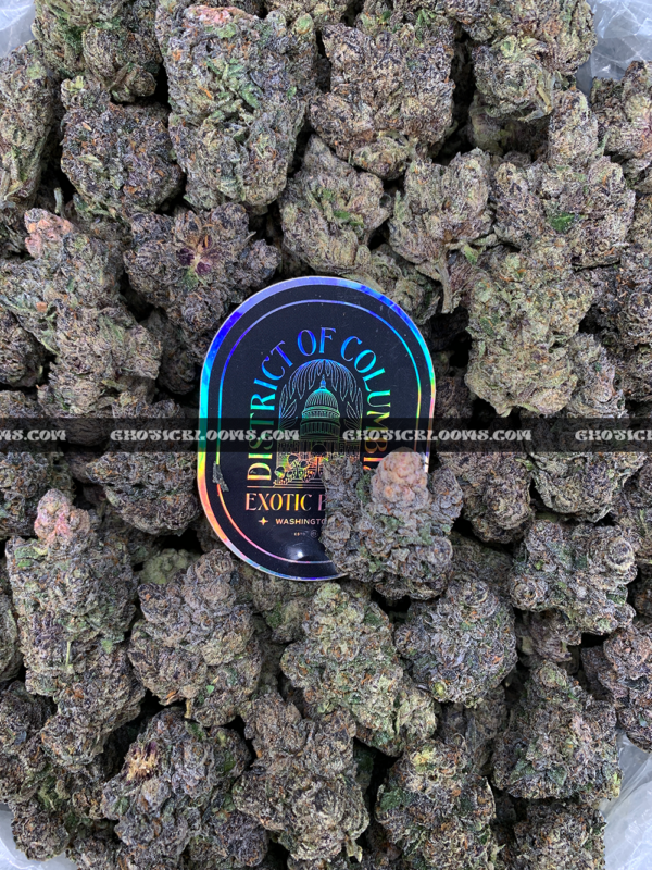 Midnight Runtz strain – blueberry candy flavored indica buds with purple and forest green hues, available for cannabis delivery in DC, Virginia, and Richmond via Exotic Blooms