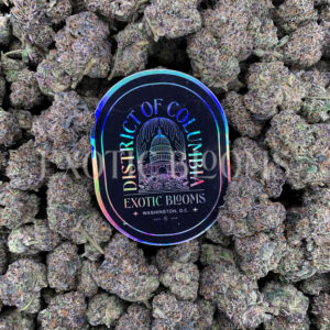 Purple Ice strain – sativa buds with orange hairs and frosty trichomes for DC and Virginia cannabis delivery