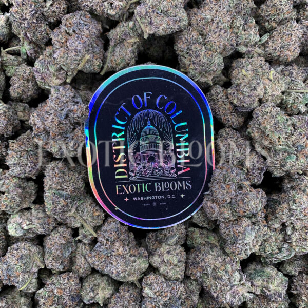 Purple Ice strain – sativa buds with orange hairs and frosty trichomes for DC and Virginia cannabis delivery