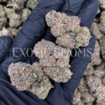 Purple Ice strain – sativa buds with orange hairs and frosty trichomes for DC and Virginia cannabis delivery