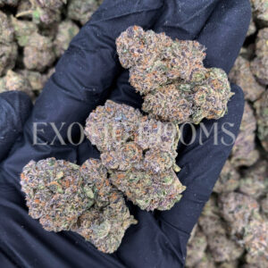 Purple Ice strain – sativa buds with orange hairs and frosty trichomes for DC and Virginia cannabis delivery