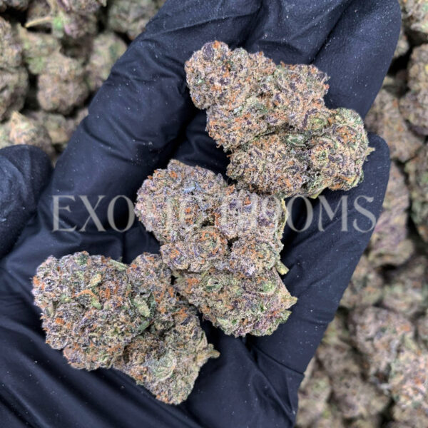 Purple Ice strain – sativa buds with orange hairs and frosty trichomes for DC and Virginia cannabis delivery
