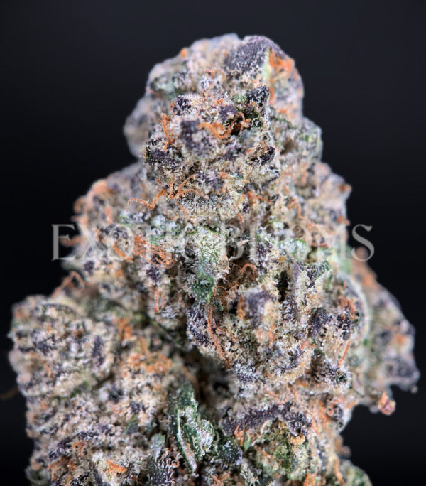 Purple Ice strain – sativa buds with orange hairs and frosty trichomes for DC and Virginia cannabis delivery