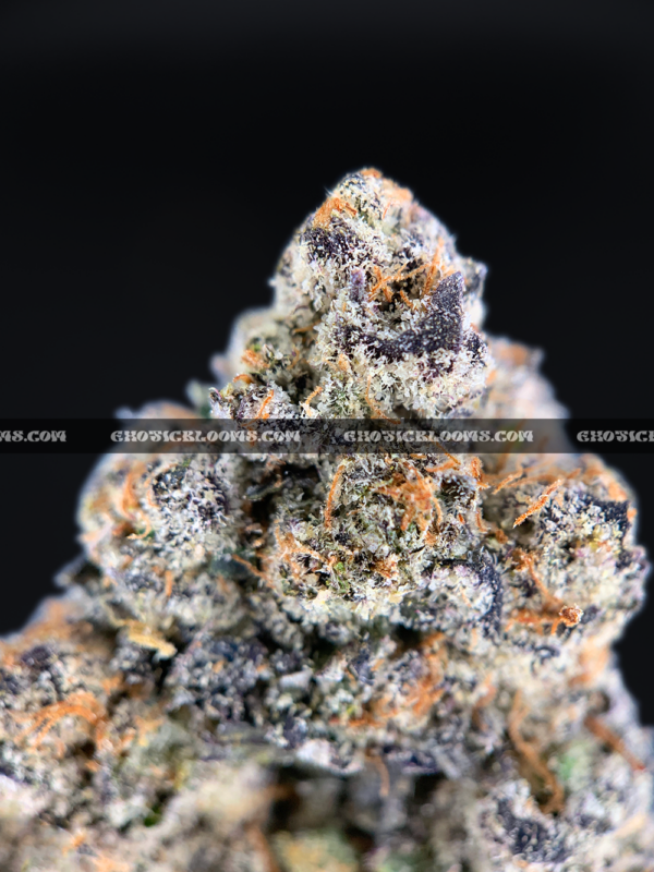 Purple Push Pop hybrid cannabis strain with frosty purple buds – available for weed delivery in DC, Virginia, and Richmond via Exotic Blooms