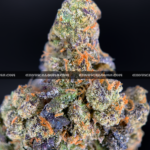 Royal Jelly strain – dense purple-tinged buds with fruity sweet aroma for weed delivery in Washington DC and Virginia