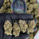 Russian Cream indica cannabis strain – available for weed delivery in DC, Virginia, and Richmond via Exotic Blooms