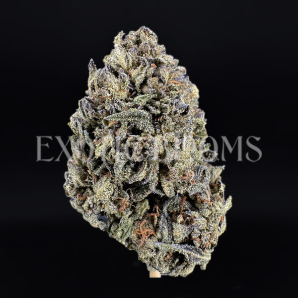 Russian Cream indica cannabis strain – available for weed delivery in DC, Virginia, and Richmond via Exotic Blooms