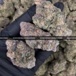 Sandstorm strain buds covered in frosty white trichomes, perfect for Washington DC and Virginia cannabis delivery customers seeking top-shelf indica flower.