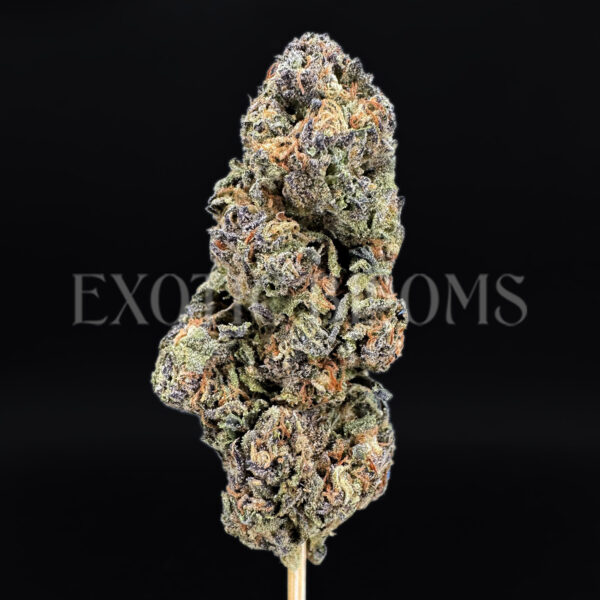 Purple Urkle Washington DC Virginia