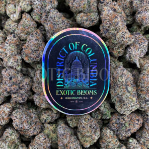 Sour Zkittlez strain – tropical citrus sativa buds with orange hairs and frosty trichomes for DC and Virginia cannabis delivery