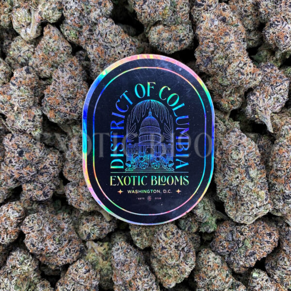 Sour Zkittlez strain – tropical citrus sativa buds with orange hairs and frosty trichomes for DC and Virginia cannabis delivery