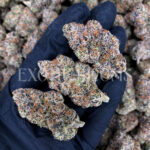 Sour Zkittlez strain – tropical citrus sativa buds with orange hairs and frosty trichomes for DC and Virginia cannabis delivery