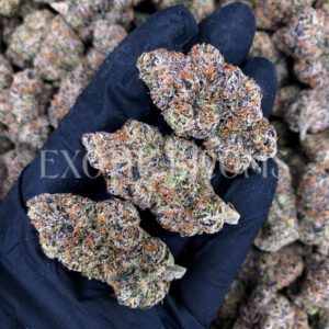 Sour Zkittlez strain – tropical citrus sativa buds with orange hairs and frosty trichomes for DC and Virginia cannabis delivery