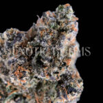 Sour Zkittlez strain – tropical citrus sativa buds with orange hairs and frosty trichomes for DC and Virginia cannabis delivery