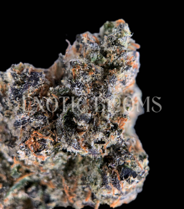 Sour Zkittlez strain – tropical citrus sativa buds with orange hairs and frosty trichomes for DC and Virginia cannabis delivery
