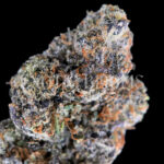 Sour Zkittlez strain – tropical citrus sativa buds with orange hairs and frosty trichomes for DC and Virginia cannabis delivery