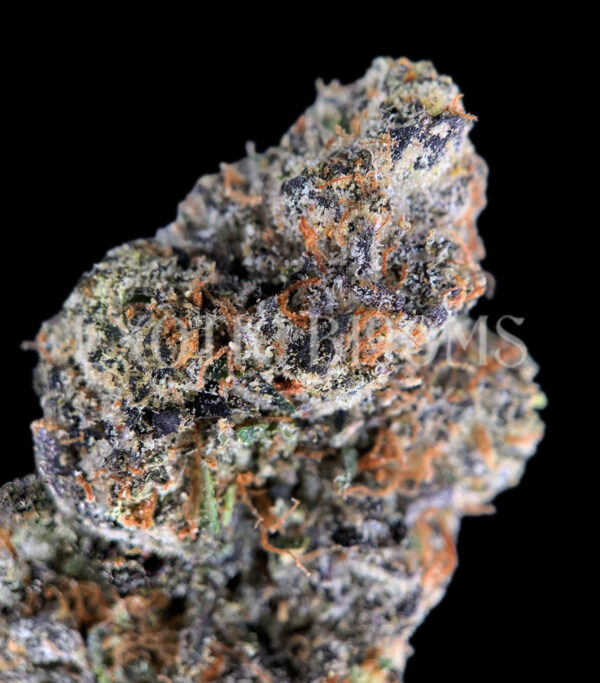 Sour Zkittlez strain – tropical citrus sativa buds with orange hairs and frosty trichomes for DC and Virginia cannabis delivery