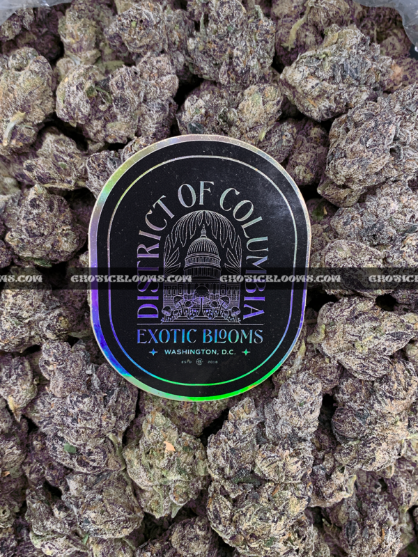 Close-up of Unicorn Tears strain flower with dark olive green buds, purple accents, and sticky trichomes – available for delivery in Washington DC and Virginia.
