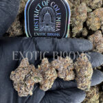 Curelato ~31% THC Indica Hybrid for DC & Virginia Weed Delivery | Exotic Blooms