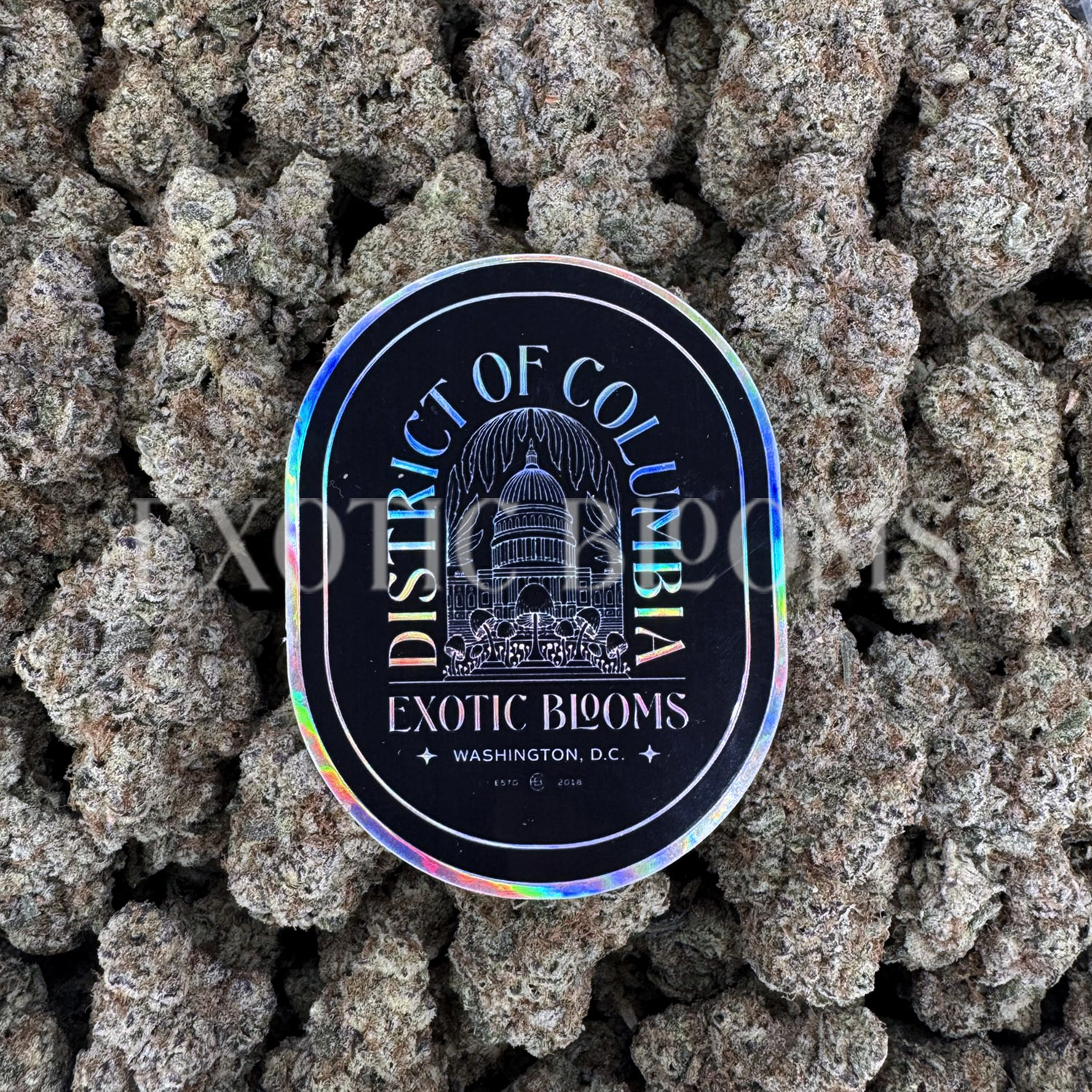 dantes-inferno-strain-dc-va-weed-delivery-exotic-blooms-01 Dantes Inferno indica hybrid cannabis strain – available for weed delivery in DC, Virginia, and Richmond via Exotic Blooms
