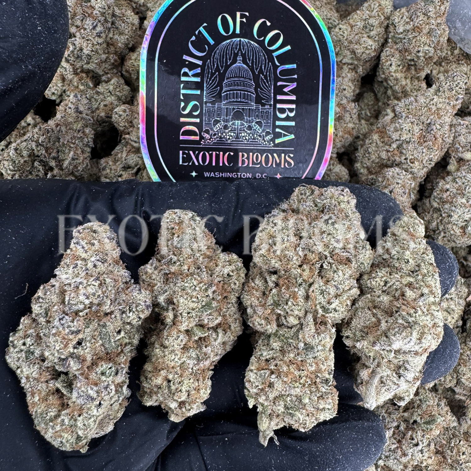 Dantes Inferno indica hybrid cannabis strain – available for weed delivery in DC, Virginia, and Richmond via Exotic Blooms