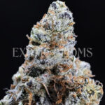 Dantes Inferno indica hybrid cannabis strain – available for weed delivery in DC, Virginia, and Richmond via Exotic Blooms