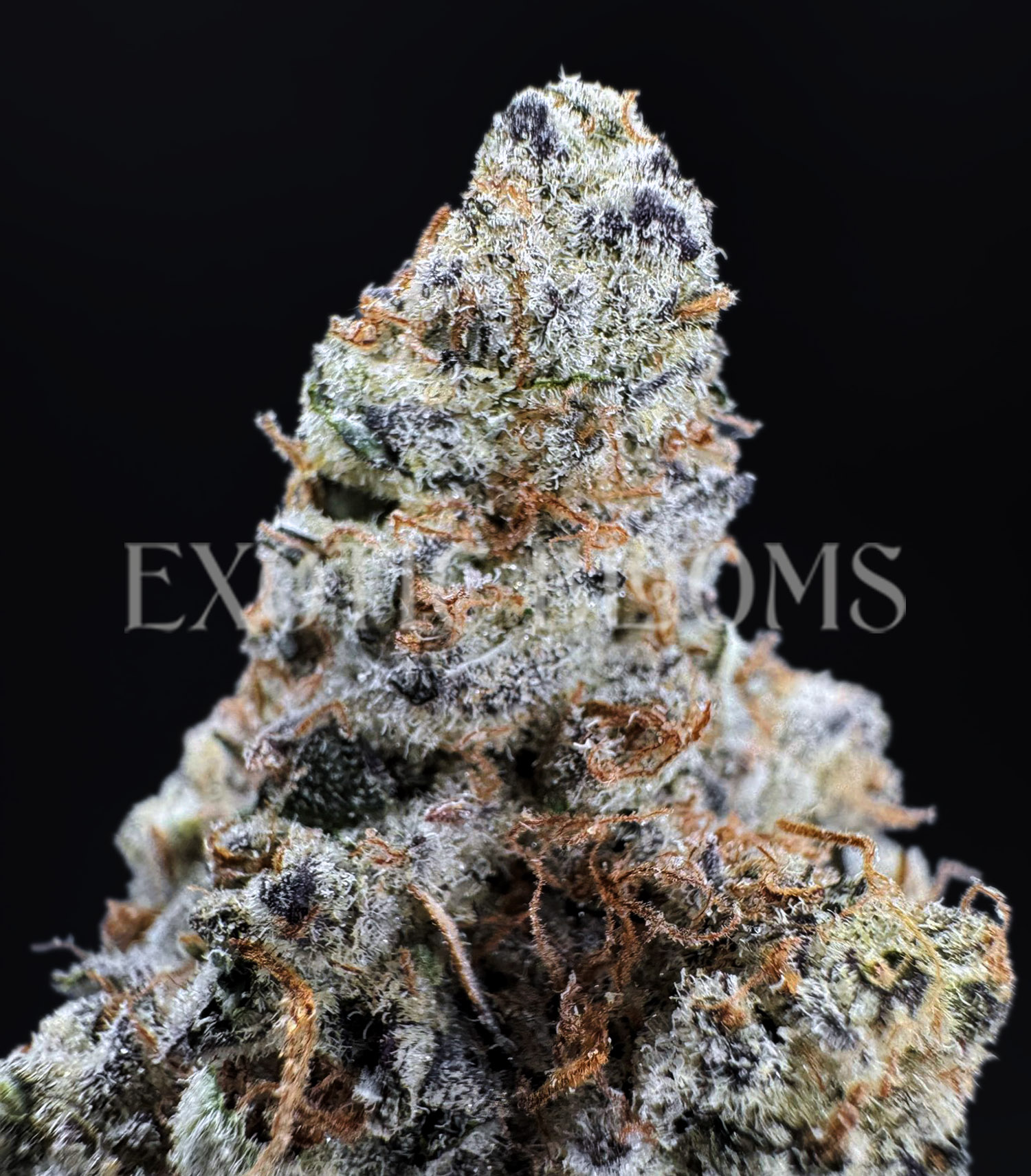 Dantes Inferno indica hybrid cannabis strain – available for weed delivery in DC, Virginia, and Richmond via Exotic Blooms