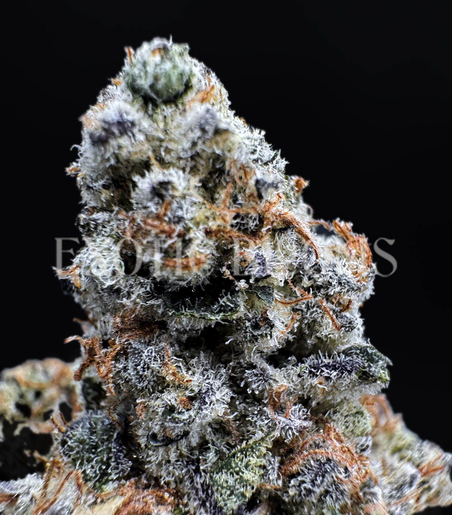 Dantes Inferno indica hybrid cannabis strain – available for weed delivery in DC, Virginia, and Richmond via Exotic Blooms