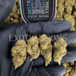 Green Candy hybrid cannabis strain – available for weed delivery in DC, Virginia, and Richmond via Exotic Blooms