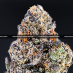 Hawaiian Breeze cannabis flower with dense mint green buds, amber trichomes, and tropical aroma